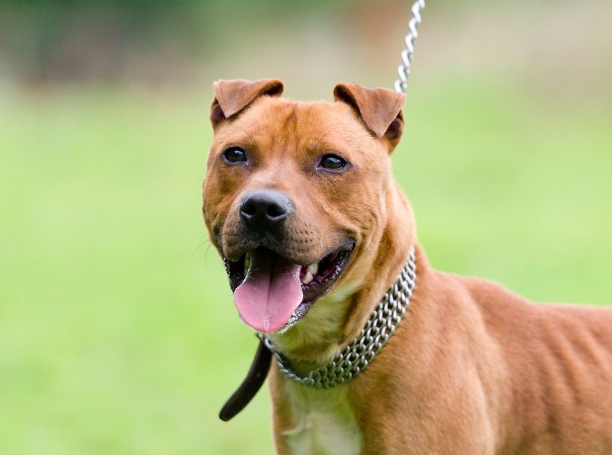 Renovación y Expedición de certificado de animales peligrosos en La Pobla de Vallbona