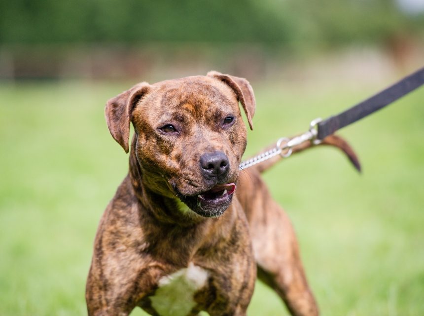 Renovación y Expedición de certificado de animales peligrosos en La Pobla de Vallbona